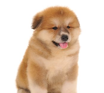 สุนัขพันธุ์อาคิตะ