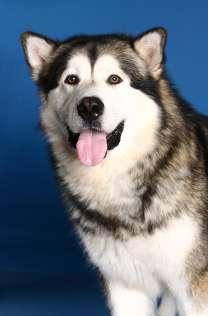 อลาสกา มาลามิว Alaska Malamute