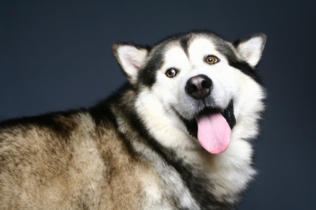 อลาสกา มาลามิว Alaska Malamute