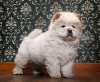 สุนัขพันธุ์เชาเชา chow chow