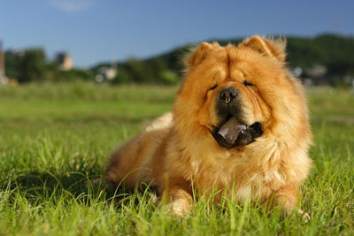 สุนัขพันธุ์เชาเชา chow chow