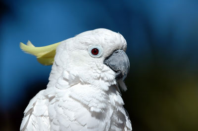 นกกระตั้ว Cockatoo