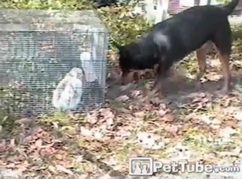 มะหมาใจดี