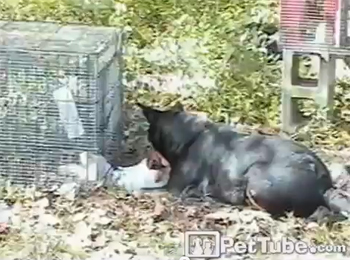 มะหมาใจดี