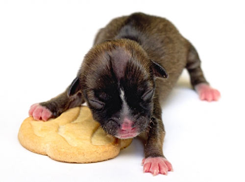 บียอนเซ่02