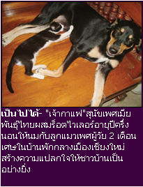 สุนัข