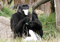 กอริลลา