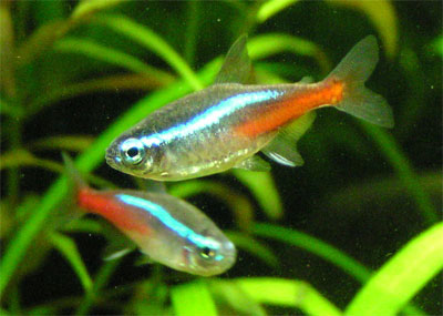 ปลานีออน