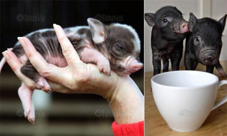 หมูจิ๋ว ไมโครพิก