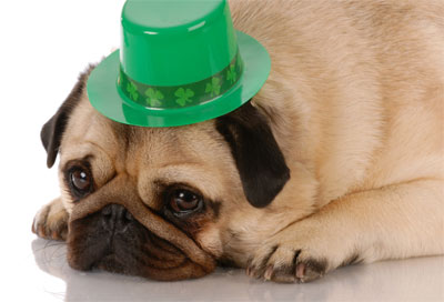 หมาปั๊ก pug