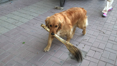 น่ารัก! น้องหมาชอบกวาดถนน