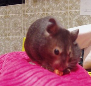 โกลเด้นแบร์