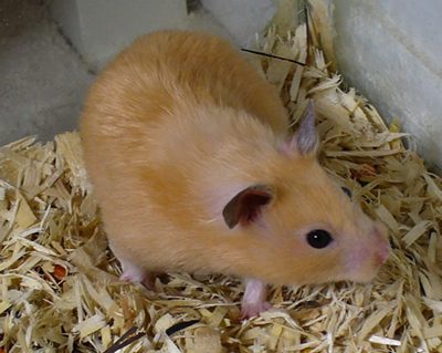 โกลเด้นแบร์