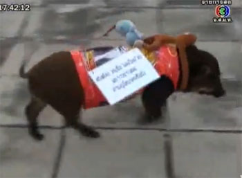 หมูป่าแตงไท