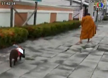 หมูป่าแตงไท