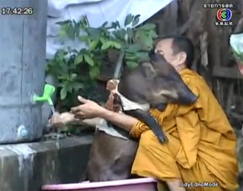 หมูป่าแตงไท