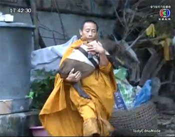 หมูป่าแตงไท