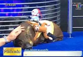 หมูป่าแตงไท