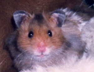 โกลเด้นแบร์