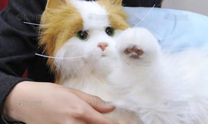 แมวน่ารัก