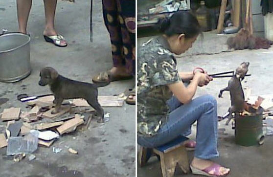//haadmin.kapook.com//img.kapook.com/image/pet_2/1.jpg