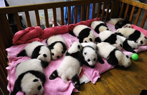 ลูกหมีแพนด้า