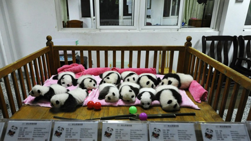 ลูกหมีแพนด้า