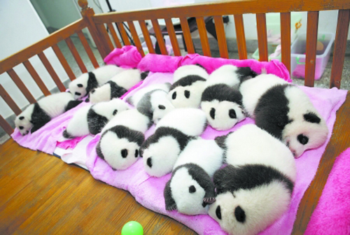 ลูกหมีแพนด้า