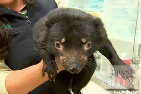Tasmanian Devils