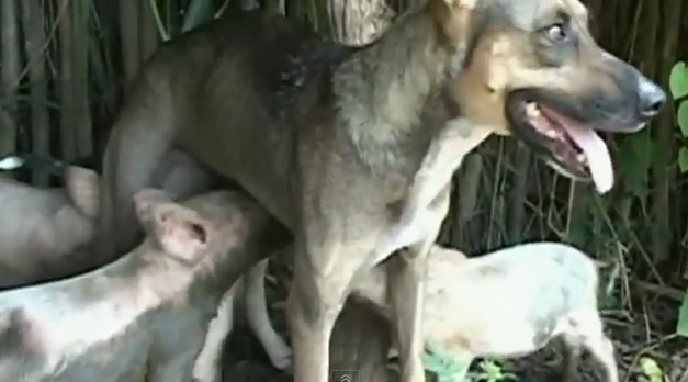 สุนัข ให้นมน้องหมู