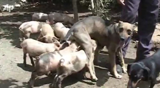  สุนัข ให้นมน้องหมู