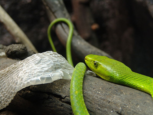 Green Mamba