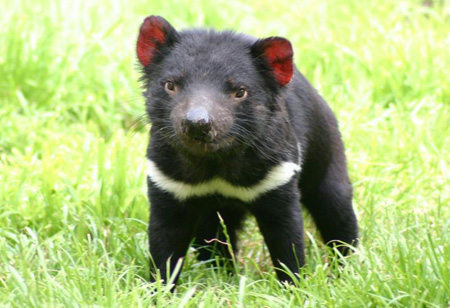Tasmanian Devils