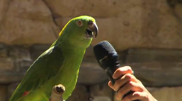 นกแก้วแสนรู้ ร้องเพลงได้ชัดแจ๋วตั้ง 7 เพลง 