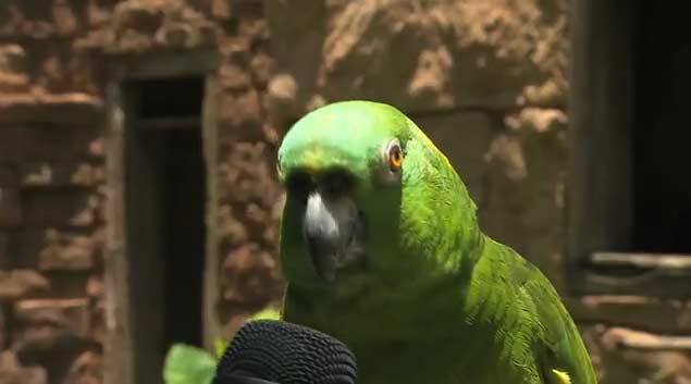 นกแก้วแสนรู้ ร้องเพลงได้ชัดแจ๋วตั้ง 7 เพลง 