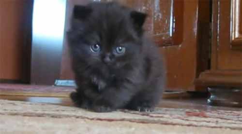 เหมียวที่เศร้าที่สุดในโลก