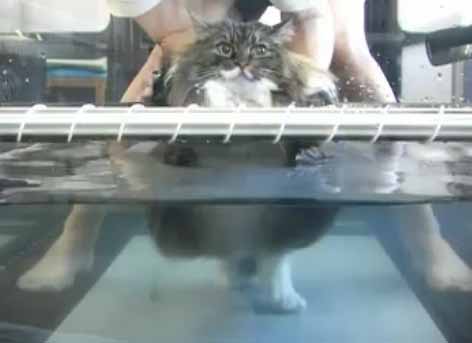 อ้วนไม่ไหวแล้ว จับแมวไปออกกำลังกาย 