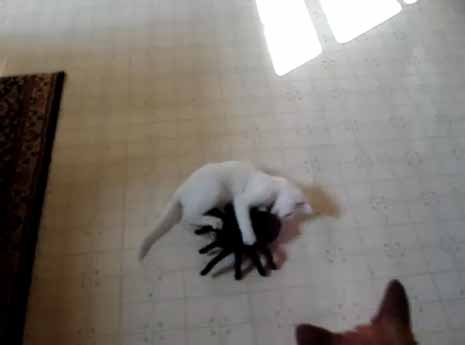 หมุน ๆ ๆ ของเล่นผมเจ๋งไหมคร้าบ 