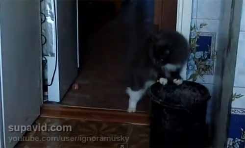 มีอย่างงี้ด้วย แมวกลัวมันฝรั่ง