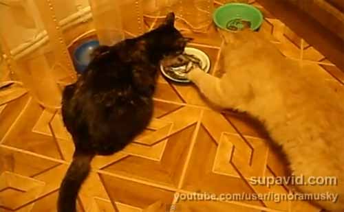 แมวขี้แย่ง (แย่งกันซึ่ง ๆ หน้าซะด้วยสิ)  