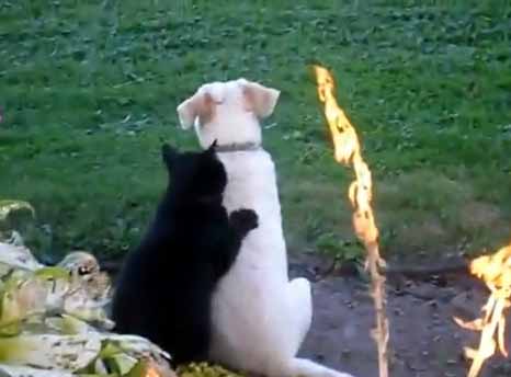 น้องแมวนวดหลังมะหมา  