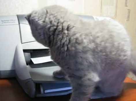 แมวตกใจปริ๊นเตอร์ ร่วงตุ้บหล่นโต๊ะ