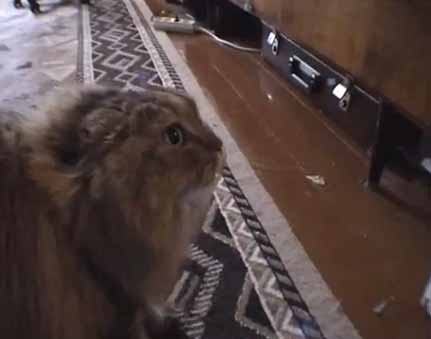 โอ้ว โน ๆ ๆ ๆ ๆ ..แมวที่พูดว่า ไม่ มากที่สุดในโลก !!