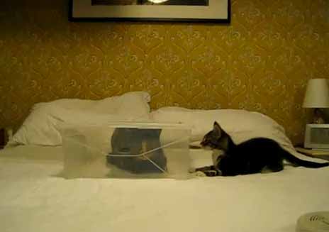 เมื่อเหมียวน้อยฉงนใจ เหตุไฉนเพื่อนถึงอยู่ในกล่อง ?