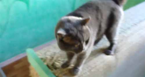 ใครผิด บอกมานะ! เมื่อสองเหมียวกลายเป็นผู้ต้องหาก่อความวินาศ