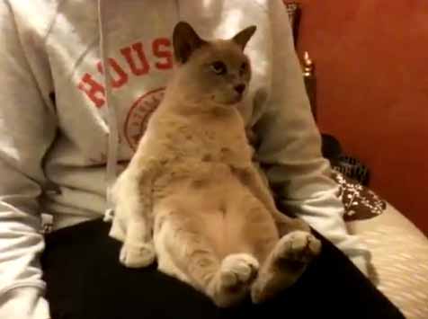 เจ้าไวโอเล็ต แมวที่ชิลที่สุดในโลก !?