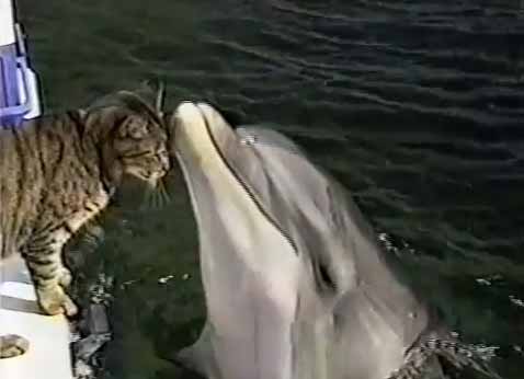 เหมียวอาเธอร์ แมวน้อยที่เล่นกับโลมา 