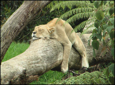 planking แพลงกิ้ง เสือ