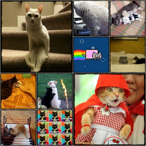  30 เหมียวสุดฮาและน่ารักแห่งปี 2011 