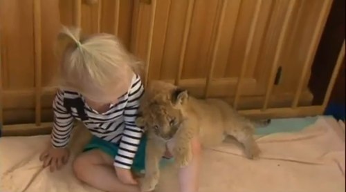 หนูน้อยสองขวบกับลูกเจ้าป่าเพื่อนรัก 